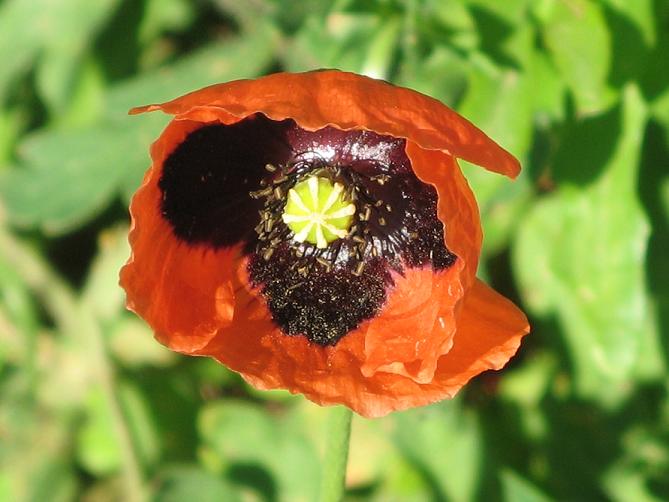Papaver rhoeas/Papavero comune